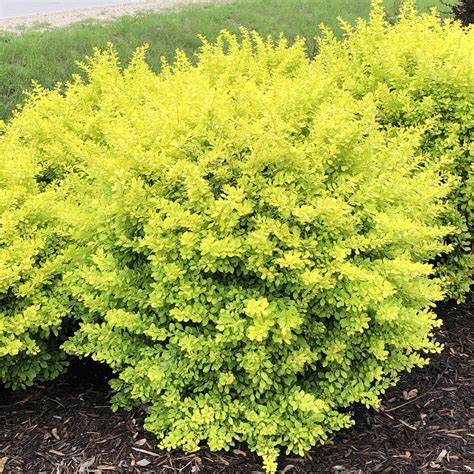 sunjoy citrus barberry shrub.